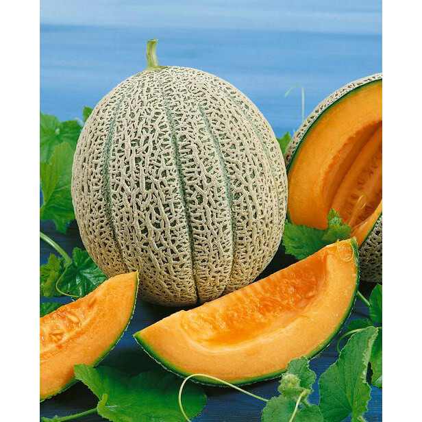 25 CANTALOUPE “HALES BEST JUMBO” SEEDS FRESH HARVEST FOR GARDENS