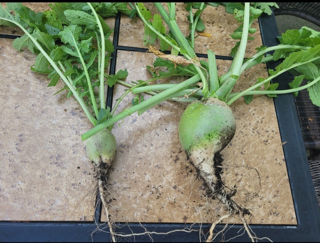 Japanese Wasabi Radish Seeds Pack Of 20