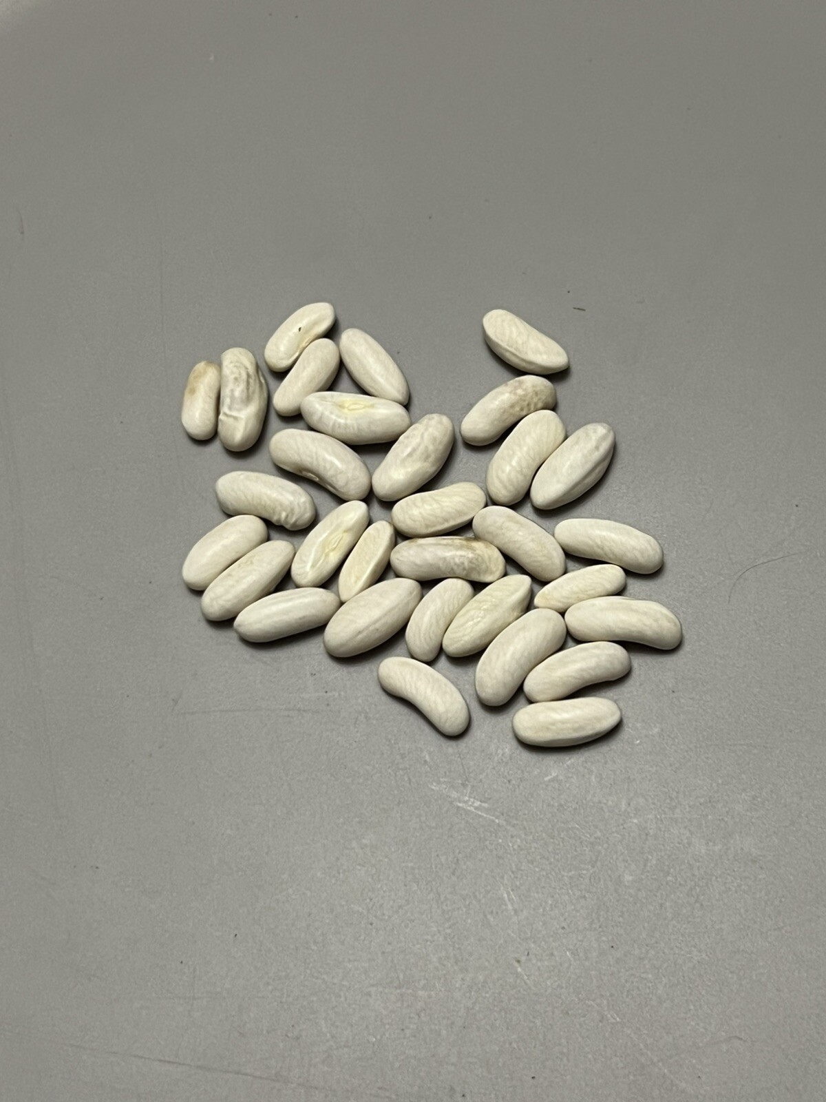 30 ct Blue Lake 274 Bush Bean – Non-GMO / Heirloom