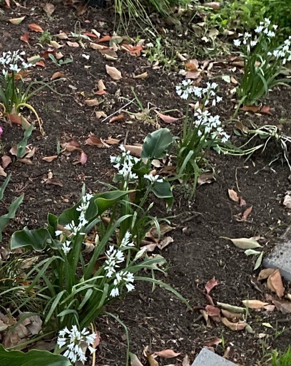 Three Cornered Leek Count 10 White Flowers Allium Bulbs