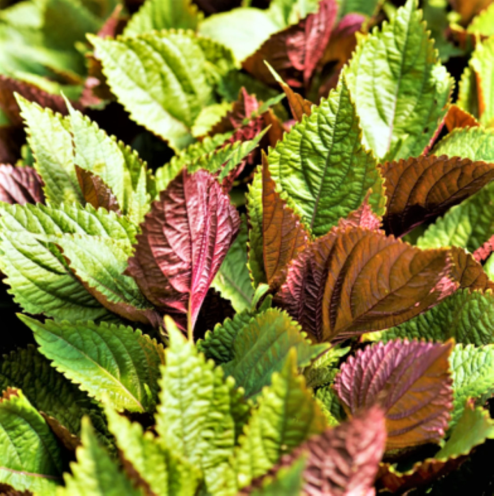 Vietnamese Perilla Seeds | Jeok Ssam Ip Purple Green Shiso Asian Seed 2024