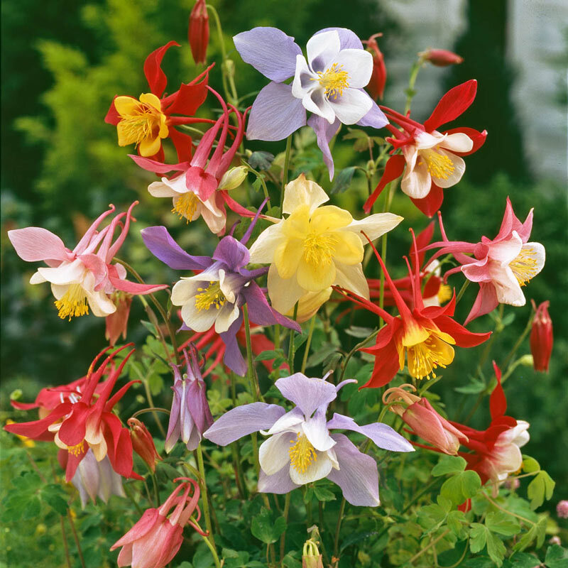 Aquilegia Mckana’s Giant Mix Seeds 300+ Columbine MIXED COLORS USA FREE S&H