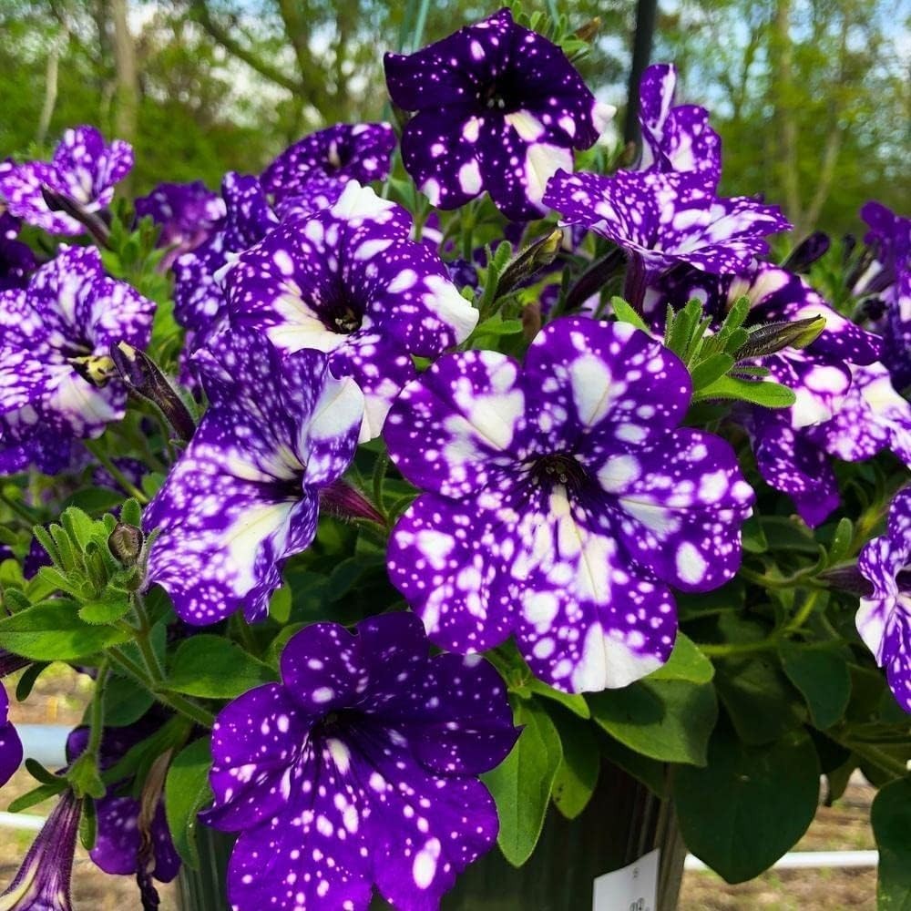Dwarf Wave Night Sky Petunia Seeds – 500+ Pollinator-Friendly Heirloom Blooms