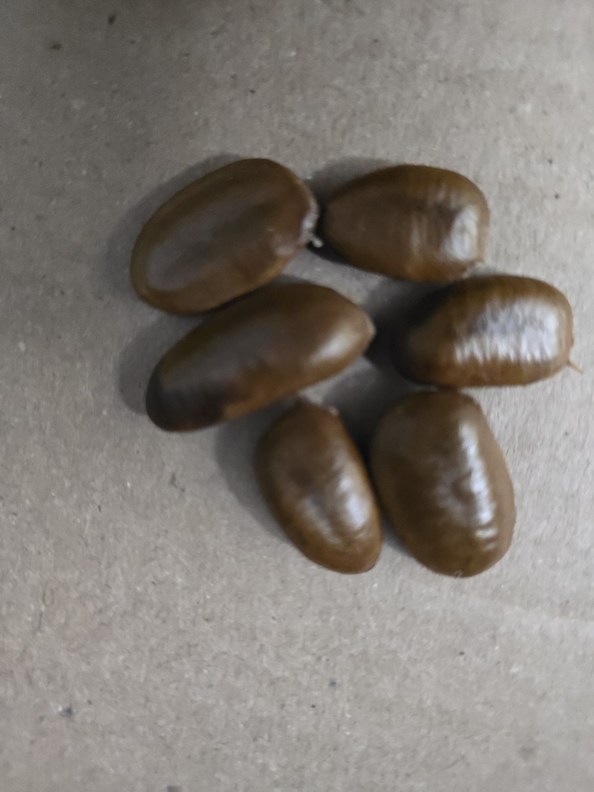 Northern Virginia Paw Paw “Asimina Triloba”, 6 Dryed Seeds, Collected Sept 2025