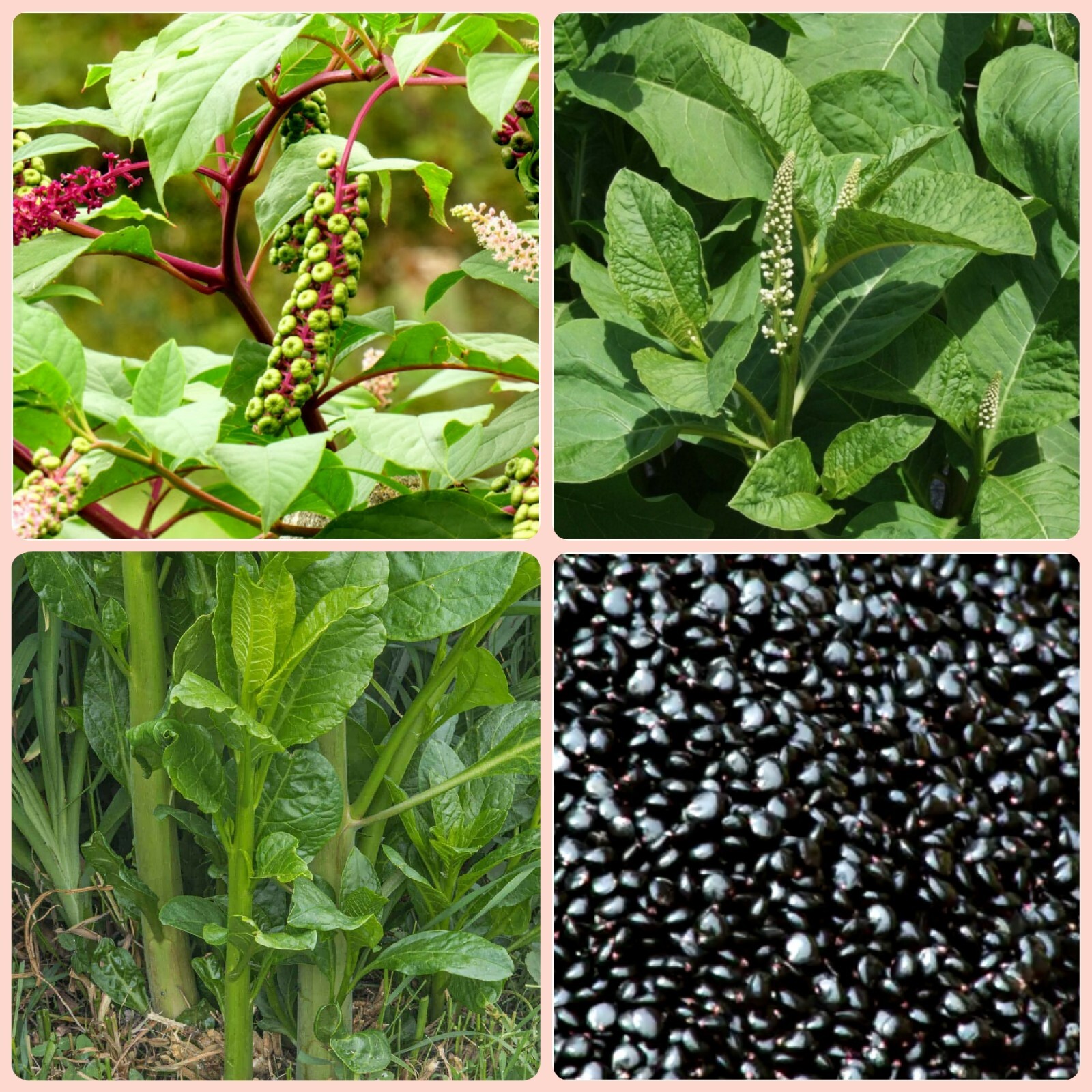 75+ Seeds Organic Pokeberry/Pokeweed AKA Polk-Salad