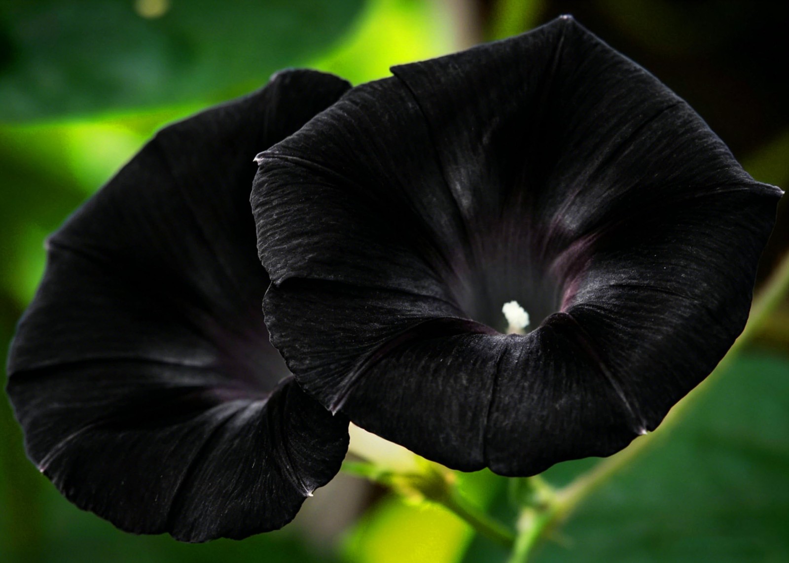 Dwarf Petunia Seeds for Planting, 310+pcs Perennial Night Sky Black Petunia Flow