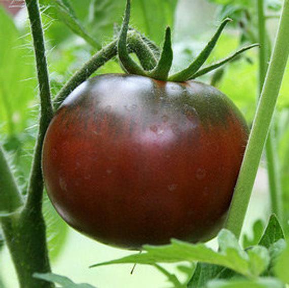 Tomato Seeds: Black Krim Tomato Seeds Fresh Seed FREE Shipping!!!!!