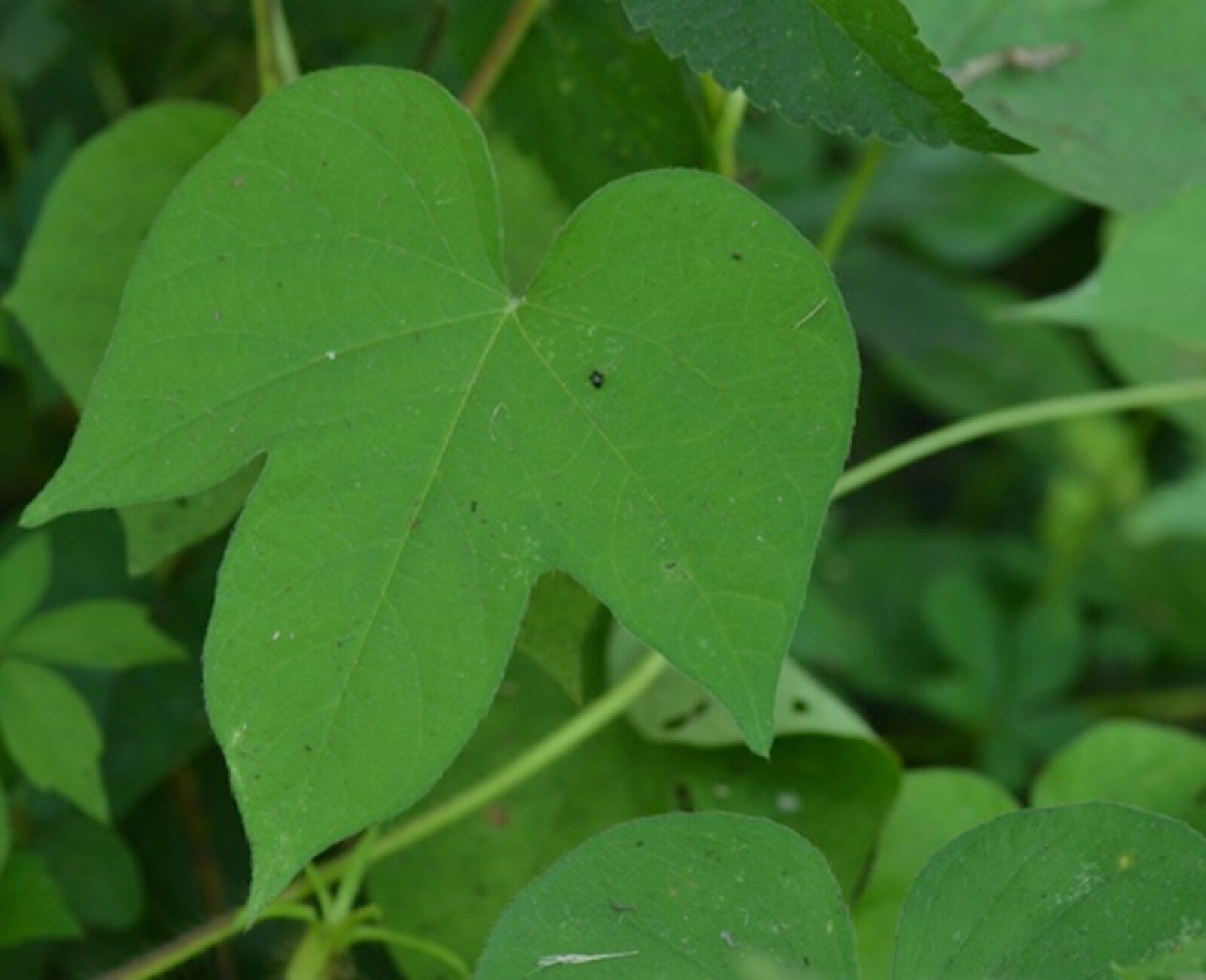 Organic Ipomoea Hederacea~Ivy Leaf Blue Morning Glory~FRESH Seeds~Hummingbirds!
