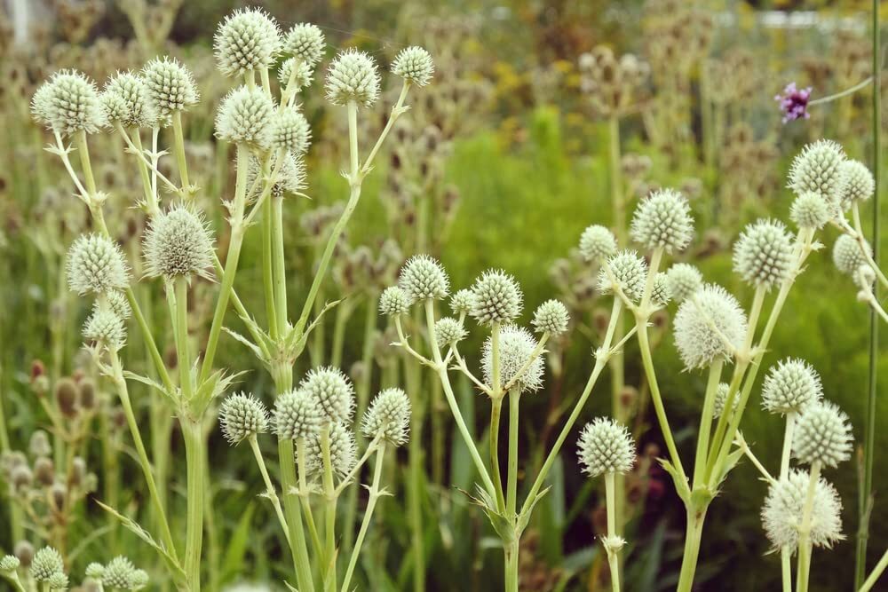 100 Rattlesnake Master Seeds for Planting Hardy Herbaceous Eryngium yuccifolium