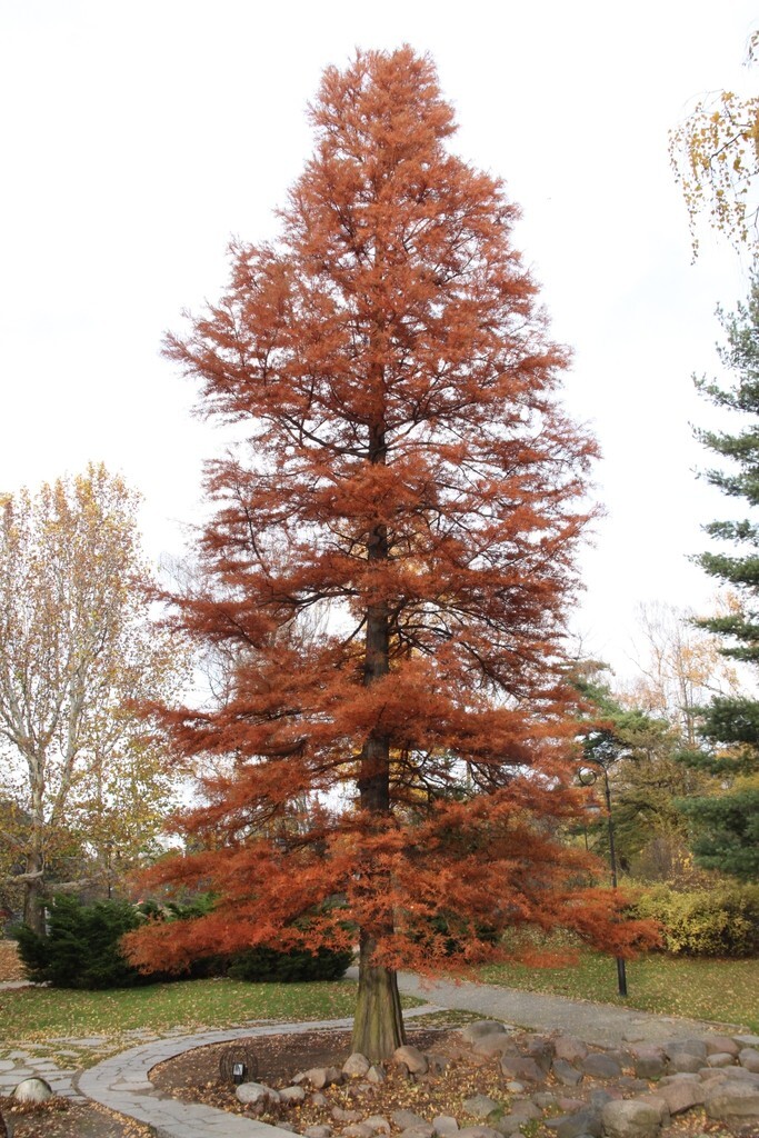 Southern Bald Swamp Cypress Tree Seeds Taxodium distichum Fast Fall Colors Hardy