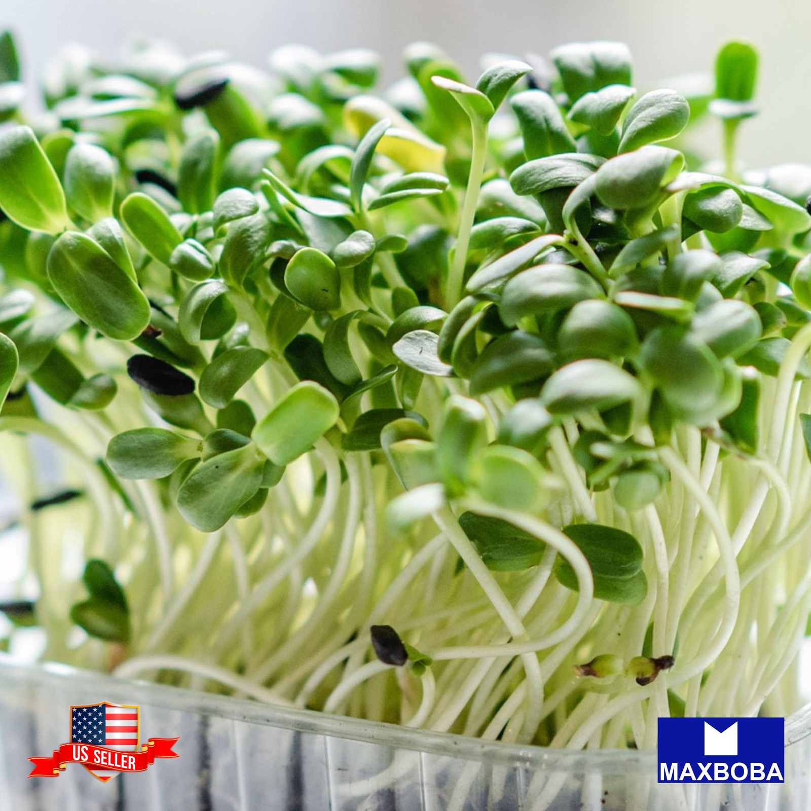 Cress Curled Microgreens 4800+ Seeds Curled Heirloom Non-GMO
