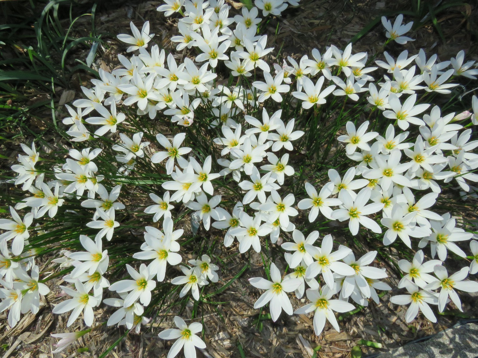 Rain Lily, Zephyranthes Candida Major wide cup-shape petals, 2 bulbs, habranthus