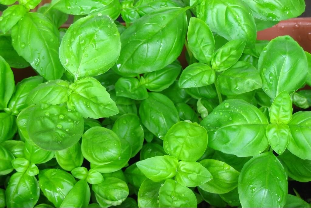 Sweet Basil Herb select 100 – 5,000 seeds Fresh Heirloom Great Aroma Dried Garde