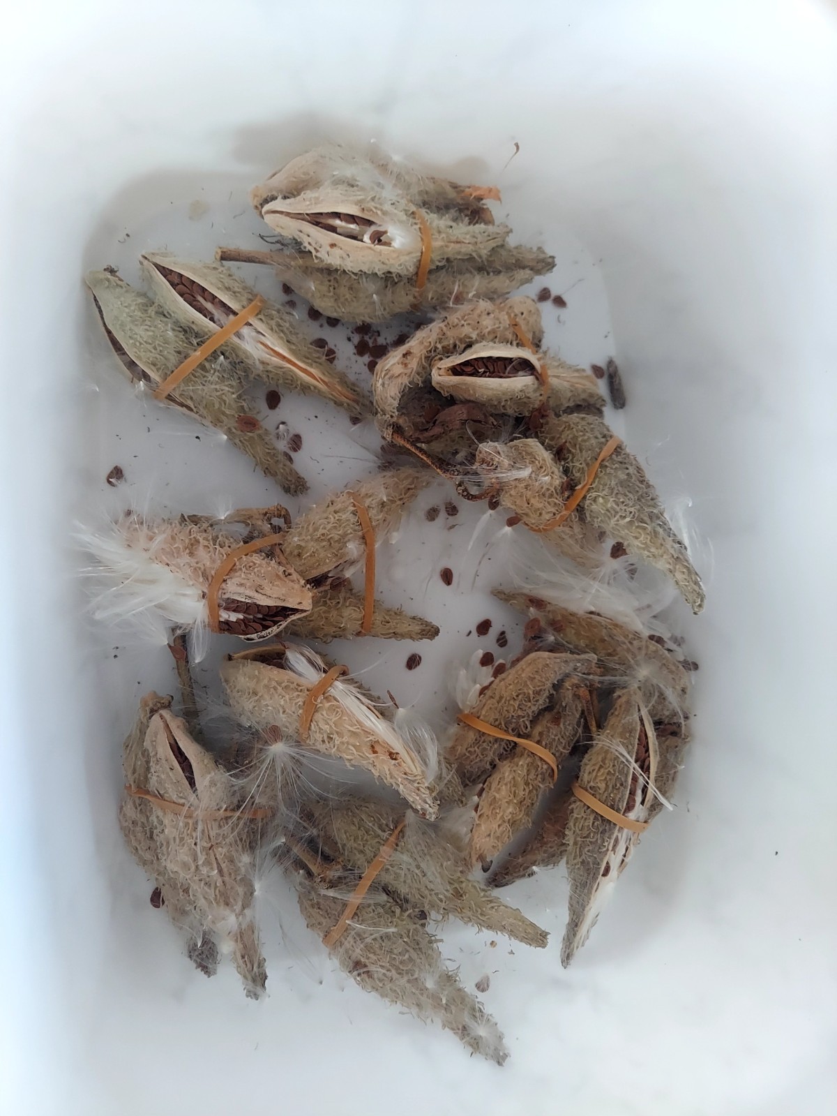 Common Milkweed 26 Seed Pods w/ Seeds – Monarch (Asclepias Syriaca)