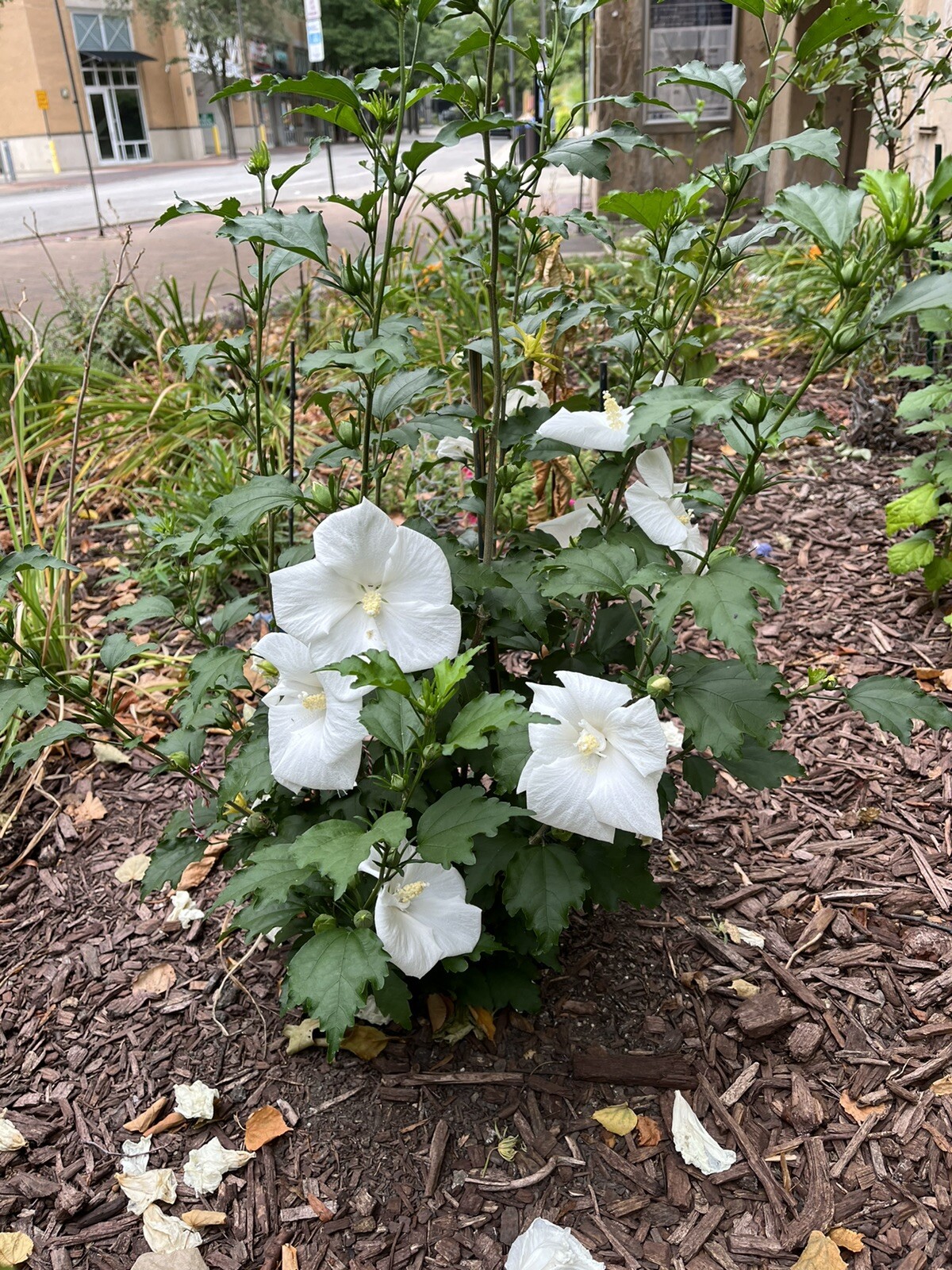 Rose Of Sharon Flower Seeds – Rare White Angel (TM) 10 Seeds