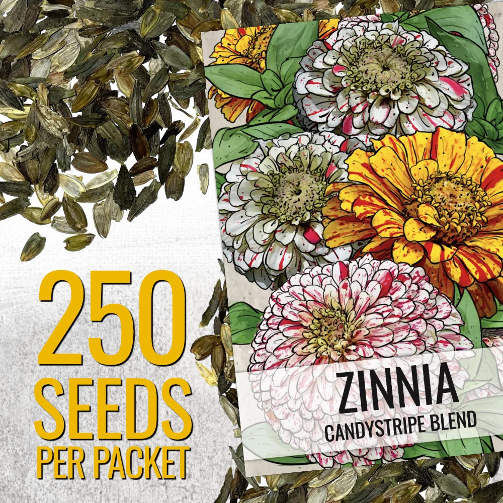 Candystripe Zinnia Mixture (Zinnia elegans)