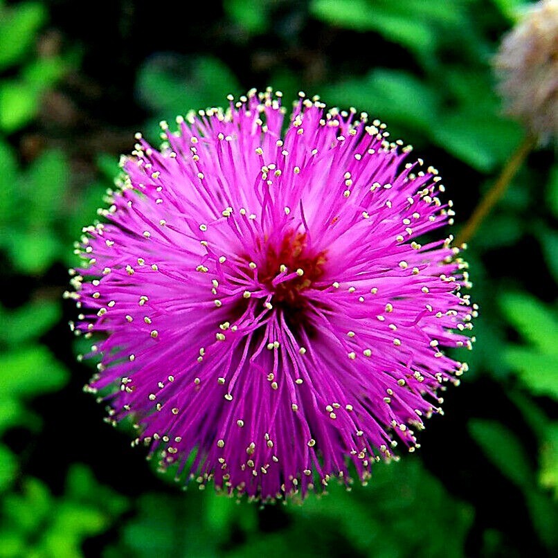 6 Mimosa Hot-Pink Silk Flower Persian Tree Seeds Albizia julibrissin FREE SHIP !