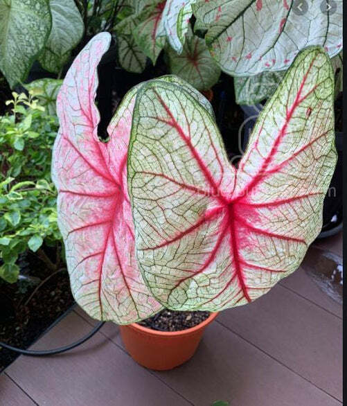 Blue Buddha Farm: ‘White Queen’ Caladium – Regal Frosty Elegance (2 Bulbs)