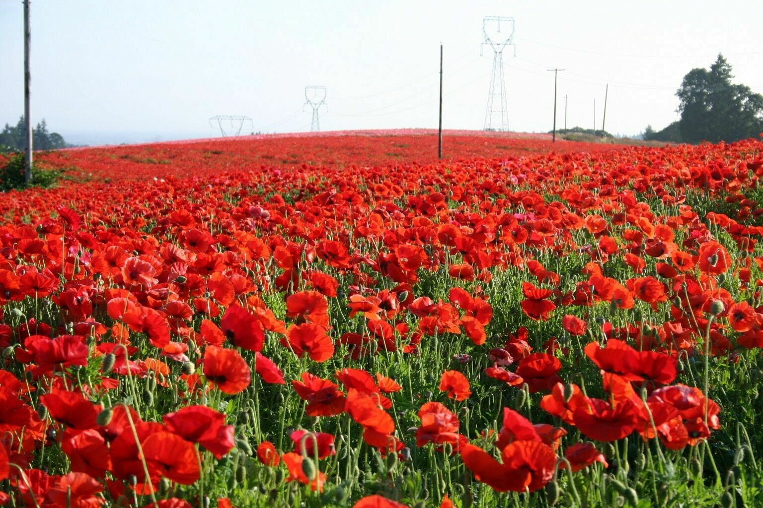 Red Corn Poppy Flower Seed Papaver rhoeas Great Pollinator 4000 to 198,000 SEEDS