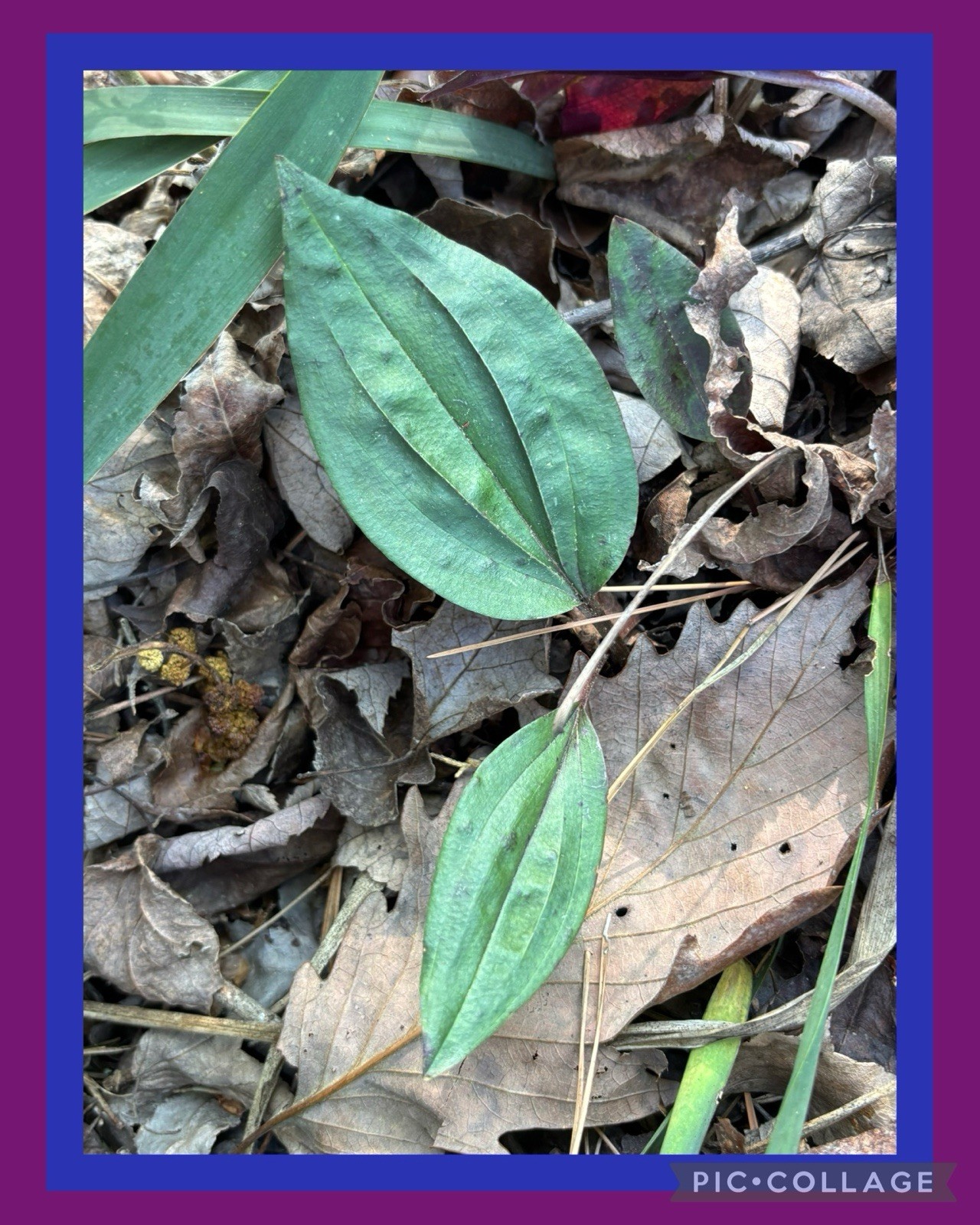 👒5 Cranefly Orchid ~ Native Plant, ~ Organic~ WILDFLOWERS BULBS Bare Root