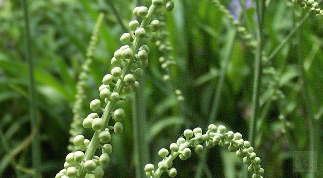 5 Black Cohosh Bulbs/Roots – Black Snakeroot, American Bugbane, Fairy Candles