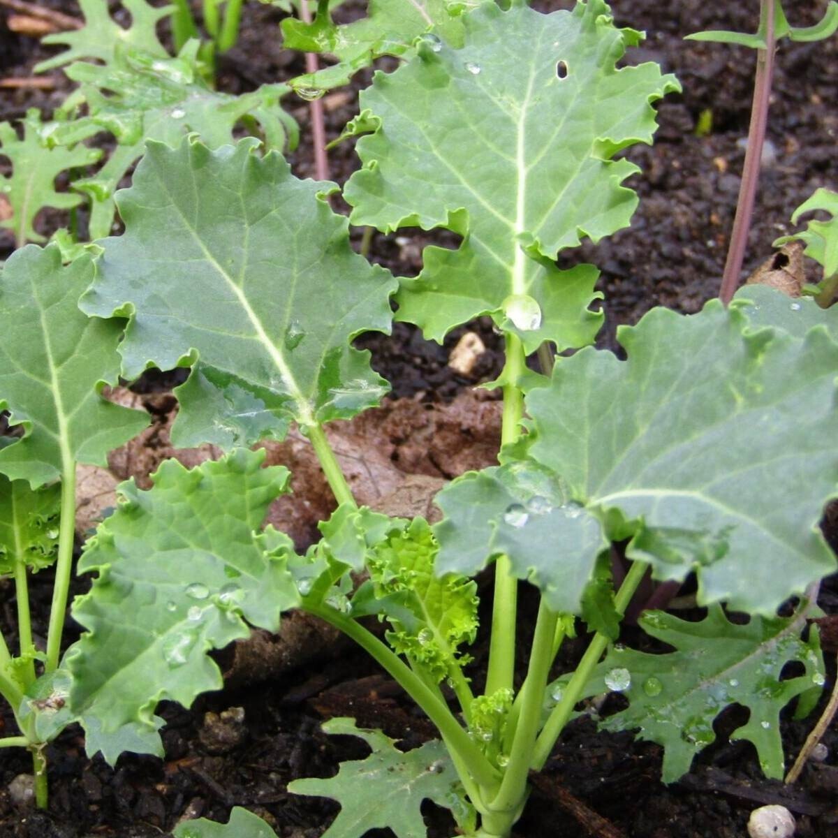 Siberian Dwarf Kale Seeds, Organic, NON-GMO, Cruciferous Vegetable, Winter Hardy