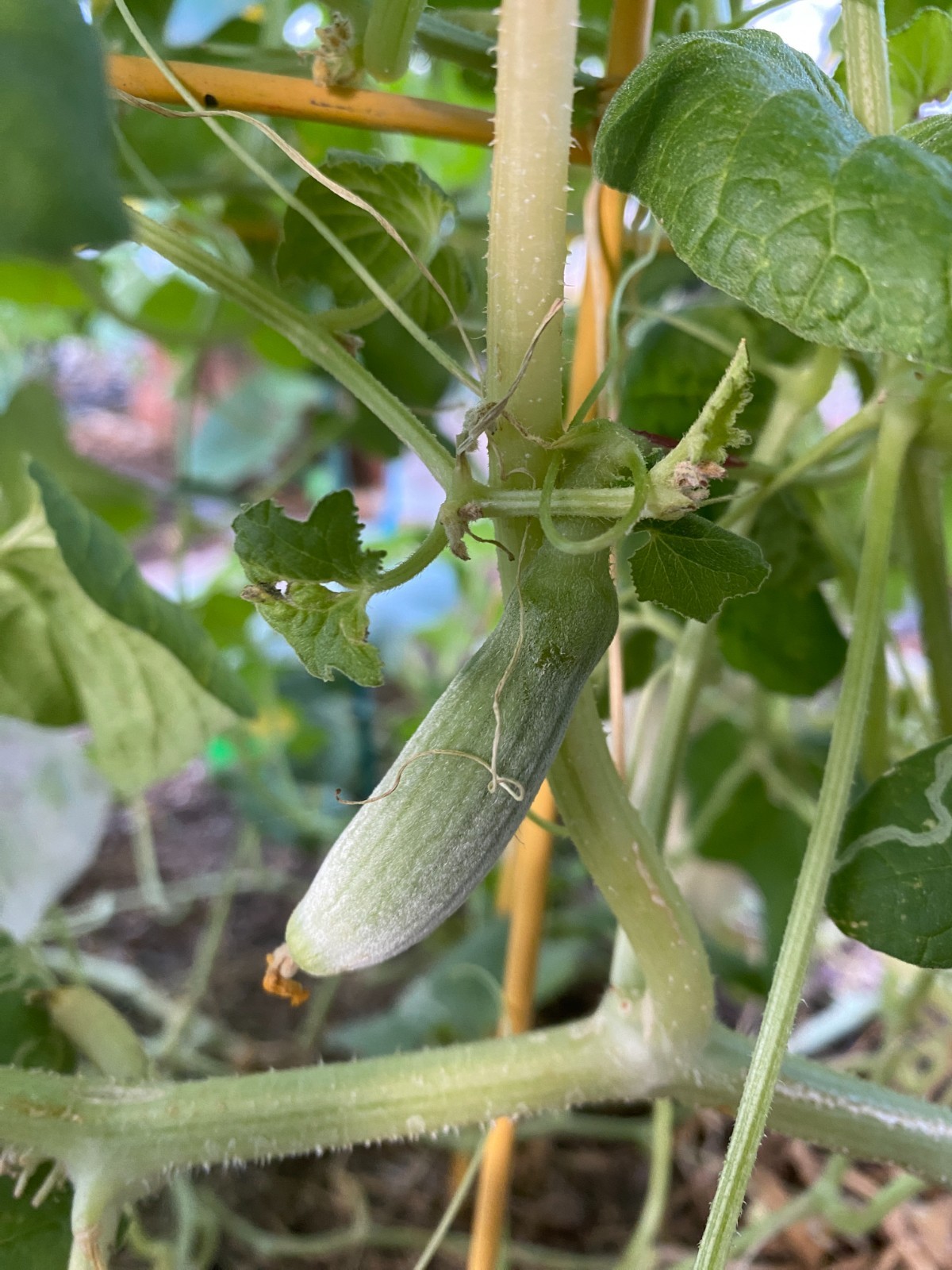 🌱NEW! Greek Heirloom Xylangouro Melon/Wood Cucumber Seeds 15+