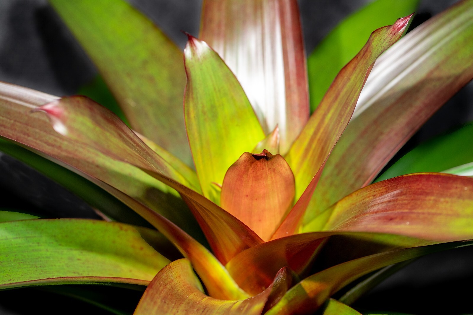 Alcantarea Imperialis Red 9″ pot