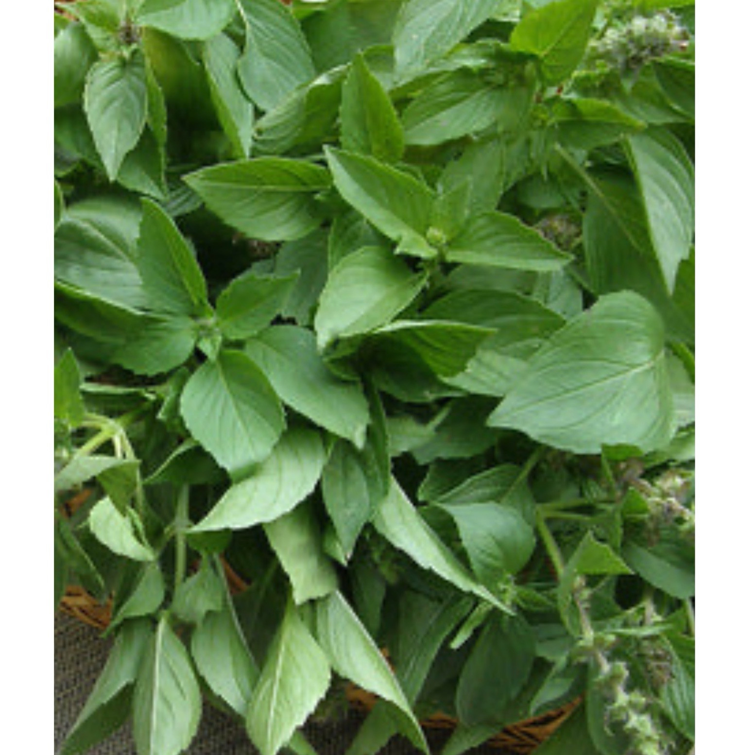 Basil, Lemon – 100+ Seeds, Heirloom Herb (Ocimum basilicum)