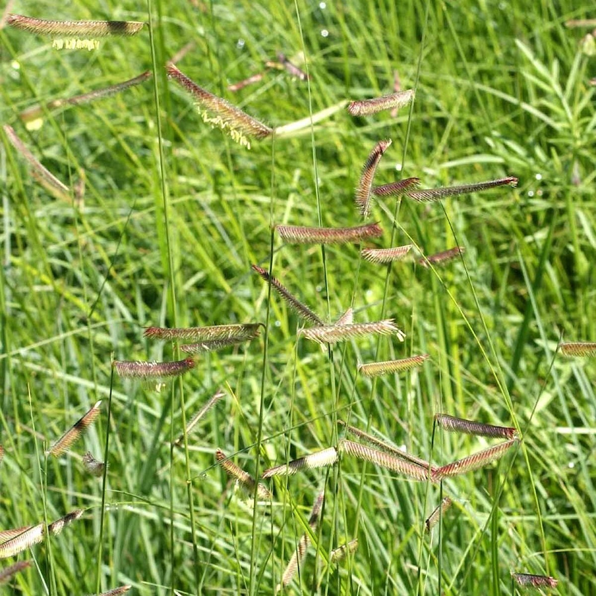 1 Lb Blue Grama Native Grass Seeds – Everwilde Farms Mylar Seed Packet