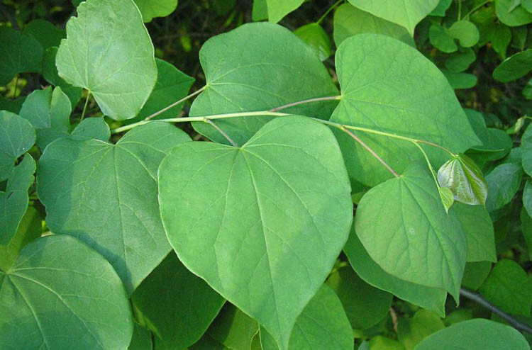 Cercis Canadensis, Eastern Redbud Cold Hardy Flowering Tree 20 Seeds