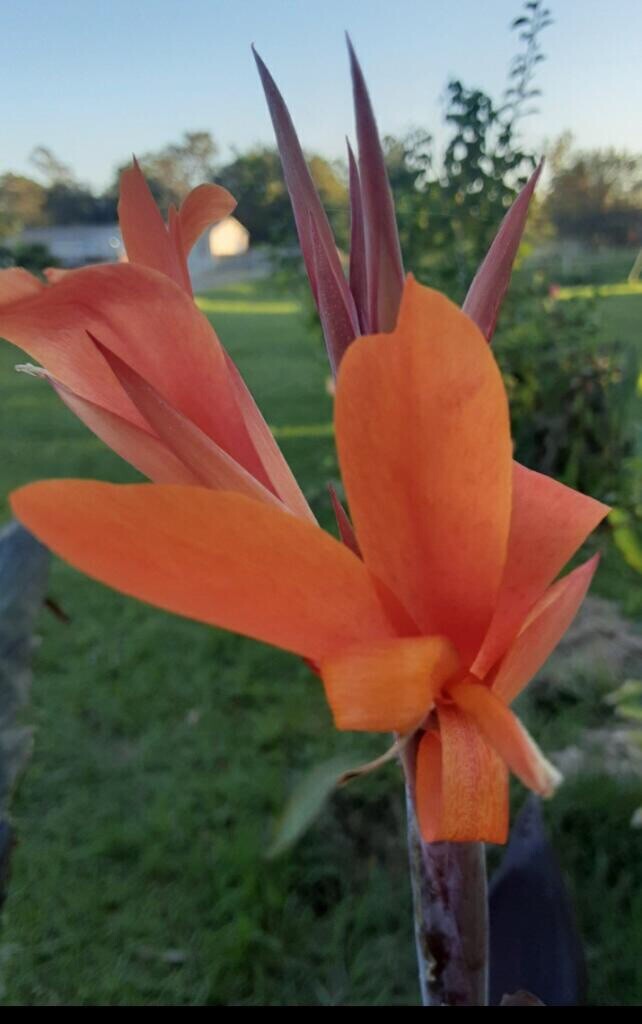 Orange Canna Lilly Seeds. (10) Semillas de Coyol Anaranjado. (10)