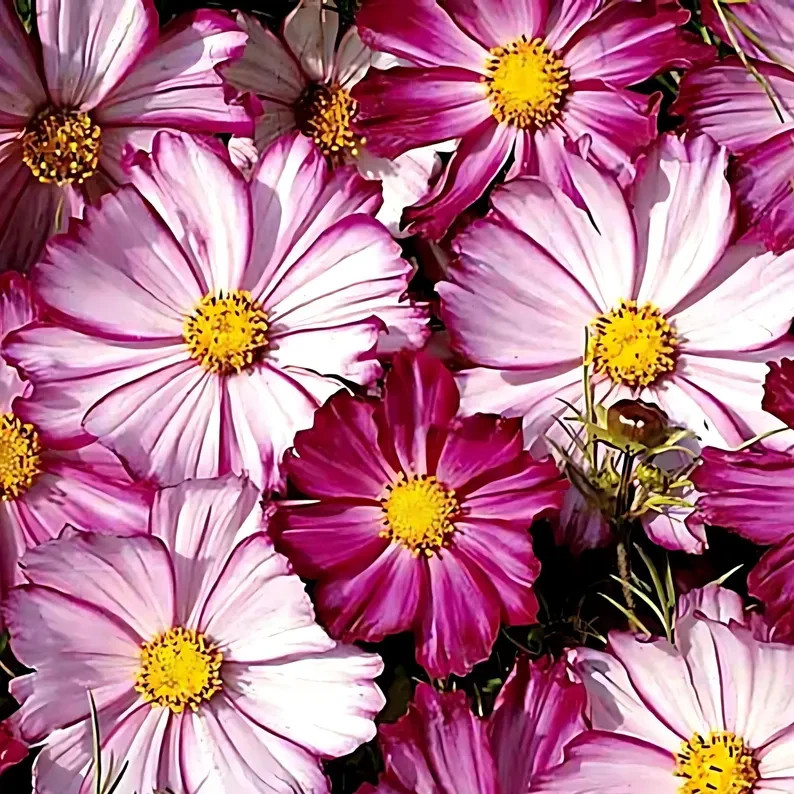 Candy Stripe Cosmos Seeds, Cosmos Bippinatus