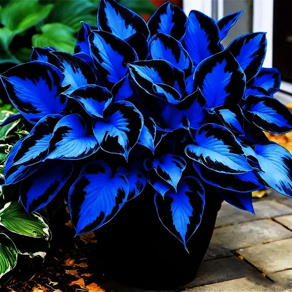 220+ Mixed Color Hosta Seeds for Planting – Hostas Seeds Rare Perennial Flower
