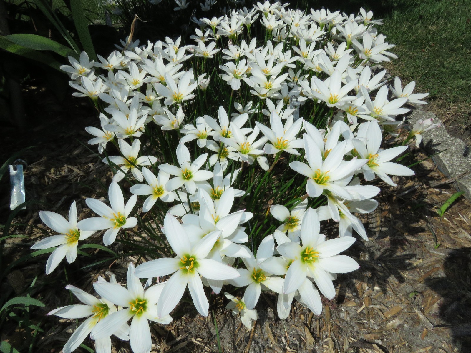 Rain Lily, Zephyranthes Candida Major wide cup-shape petals, 2 bulbs, habranthus