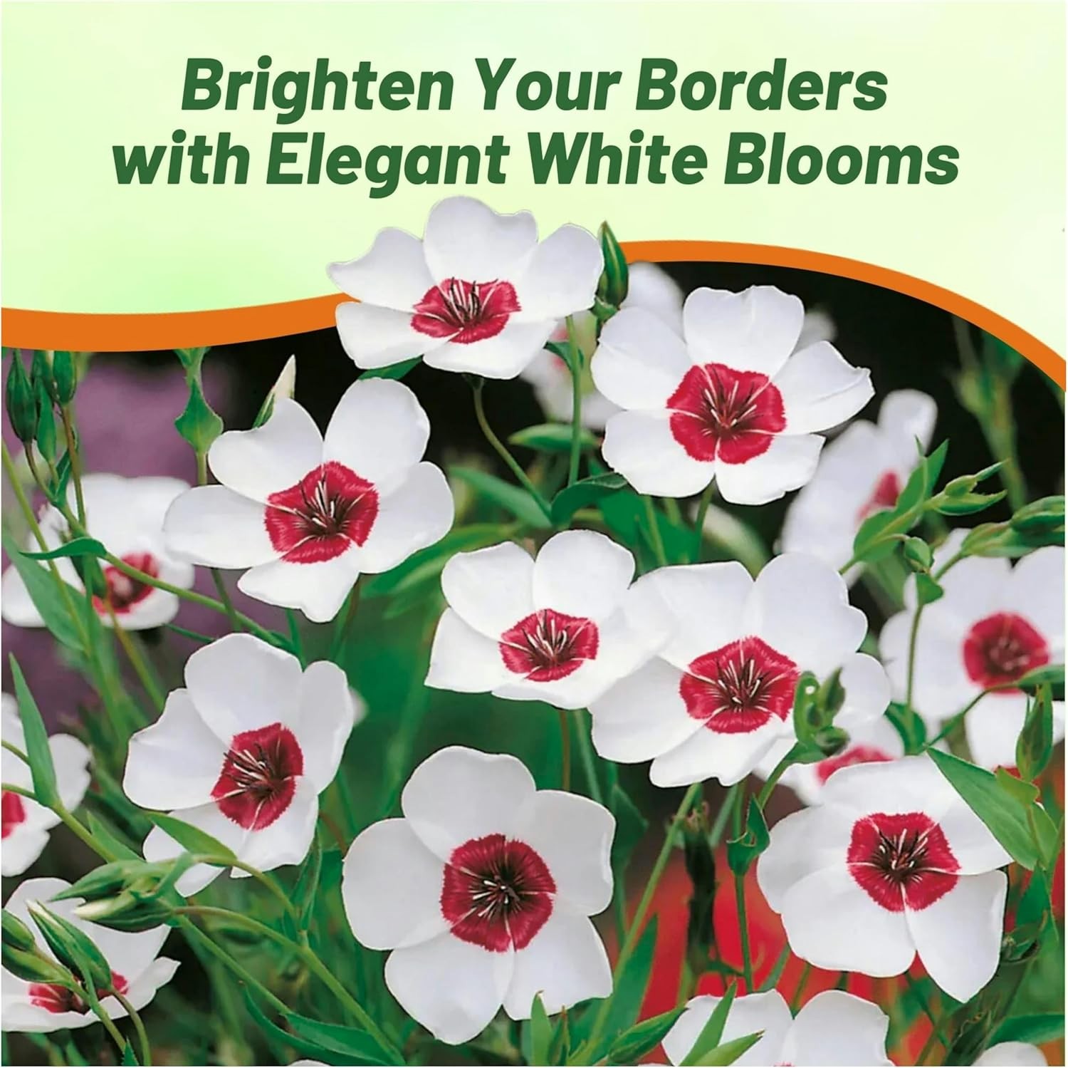 2000 Seeds Drought Tolerant Linum Grandiflorum Bright Eyes Garden Flax Seeds