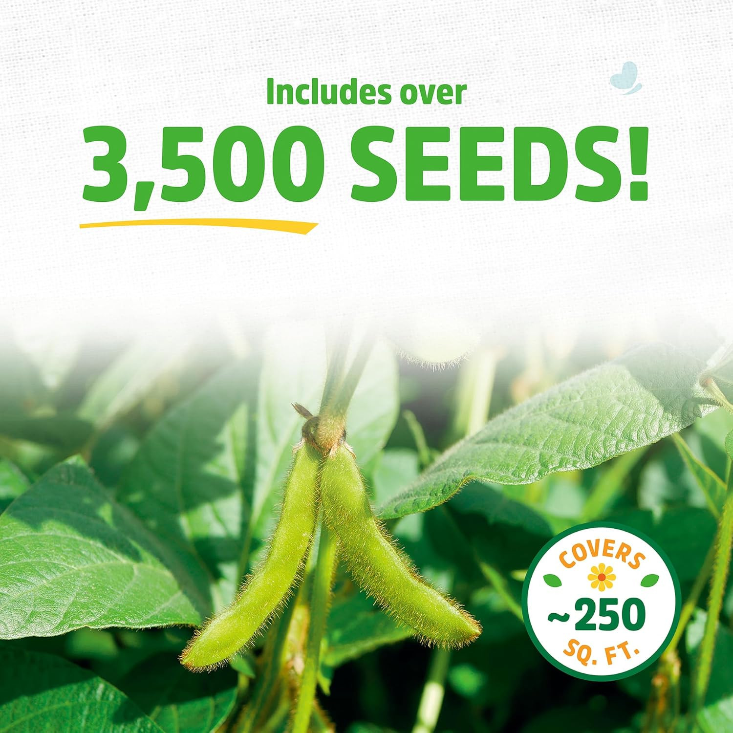 100% Organic Soybean Cover Crop Seeds, Covers ~1000 Sq. Ft.