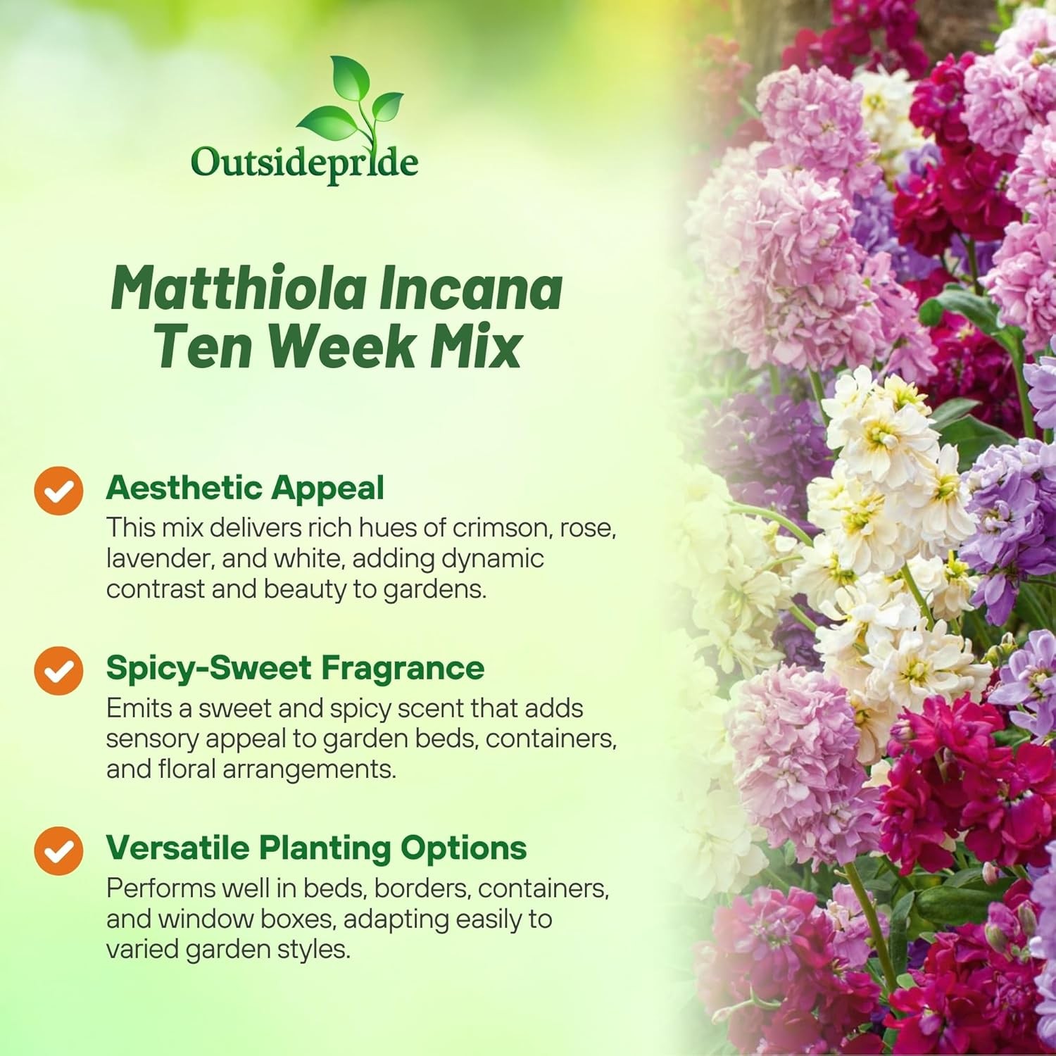 1000 Seeds Stock Seeds – Stock Ten Week Mixed Flower Seed