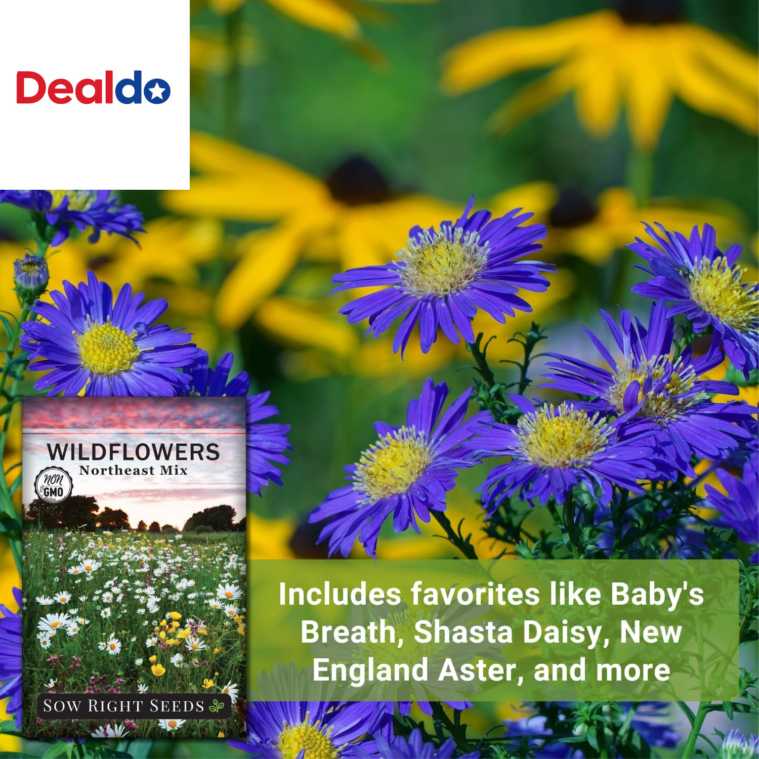 – Wildflowers Seeds Mix for Planting in Northeast – Non-Gmo Heirloom Varieties t