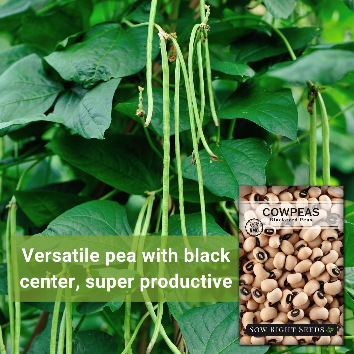 Non-GMO Heirloom Black Eyed Cowpea Seeds – High Germination & Flavor