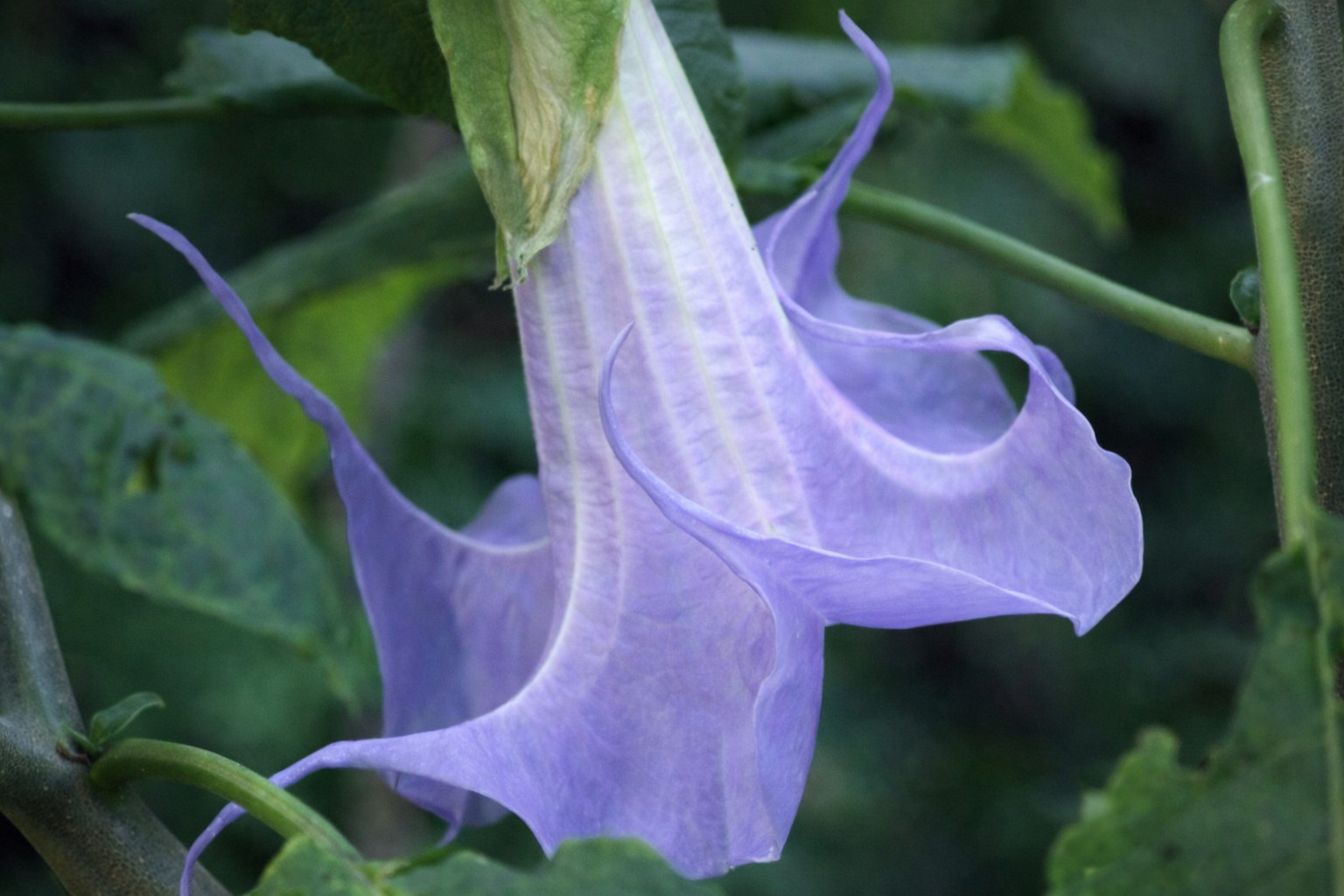 10 Angel Trumpet Seeds Flowers Seed Perennia Tropical Flower US SELLER “Blue”