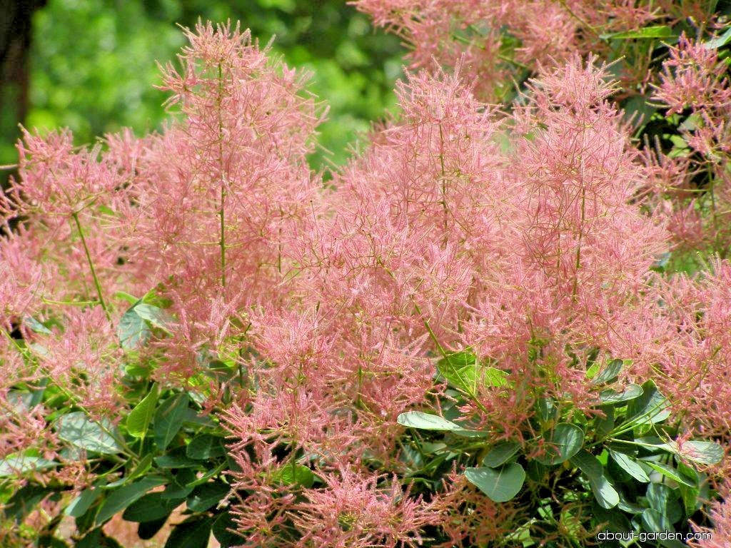 25 EUROPEAN SMOKETREE SEEDS – Cotinus coggygria