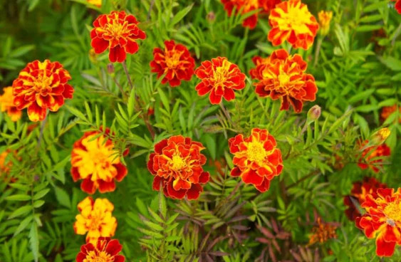 Petite Mix French Marigold Seeds | Dwarf Sparky Flower Seed 2024 Fast Shipping
