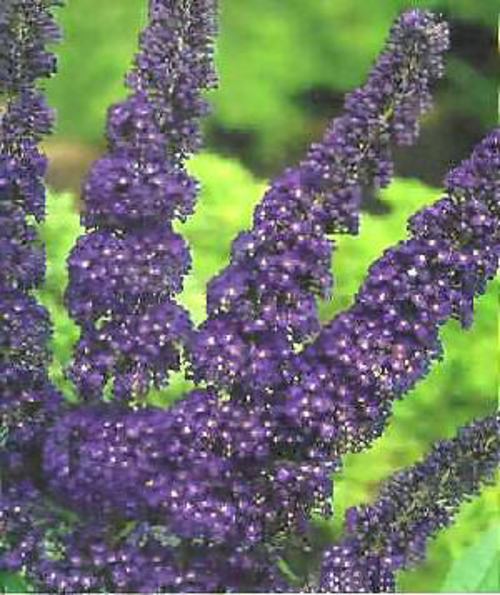 Multi-color Butterfly Bush Mix 150 Seeds- Easy to grow -Comb S/H