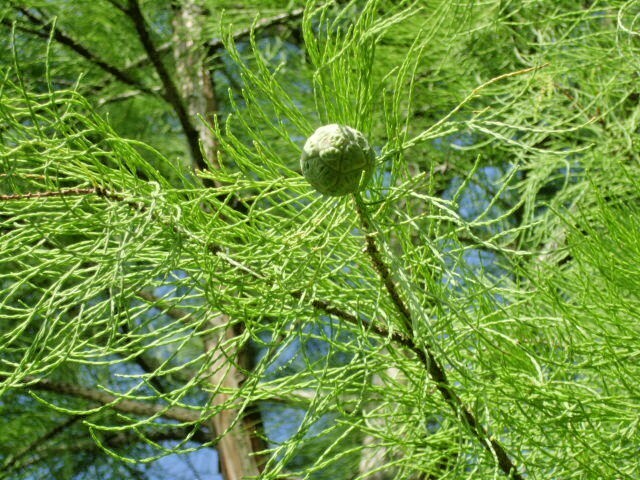 15 MONARCH OF ILLINOIS BALD CYPRESS SEEDS – Taxodium distichum ‘Monarch of Ill