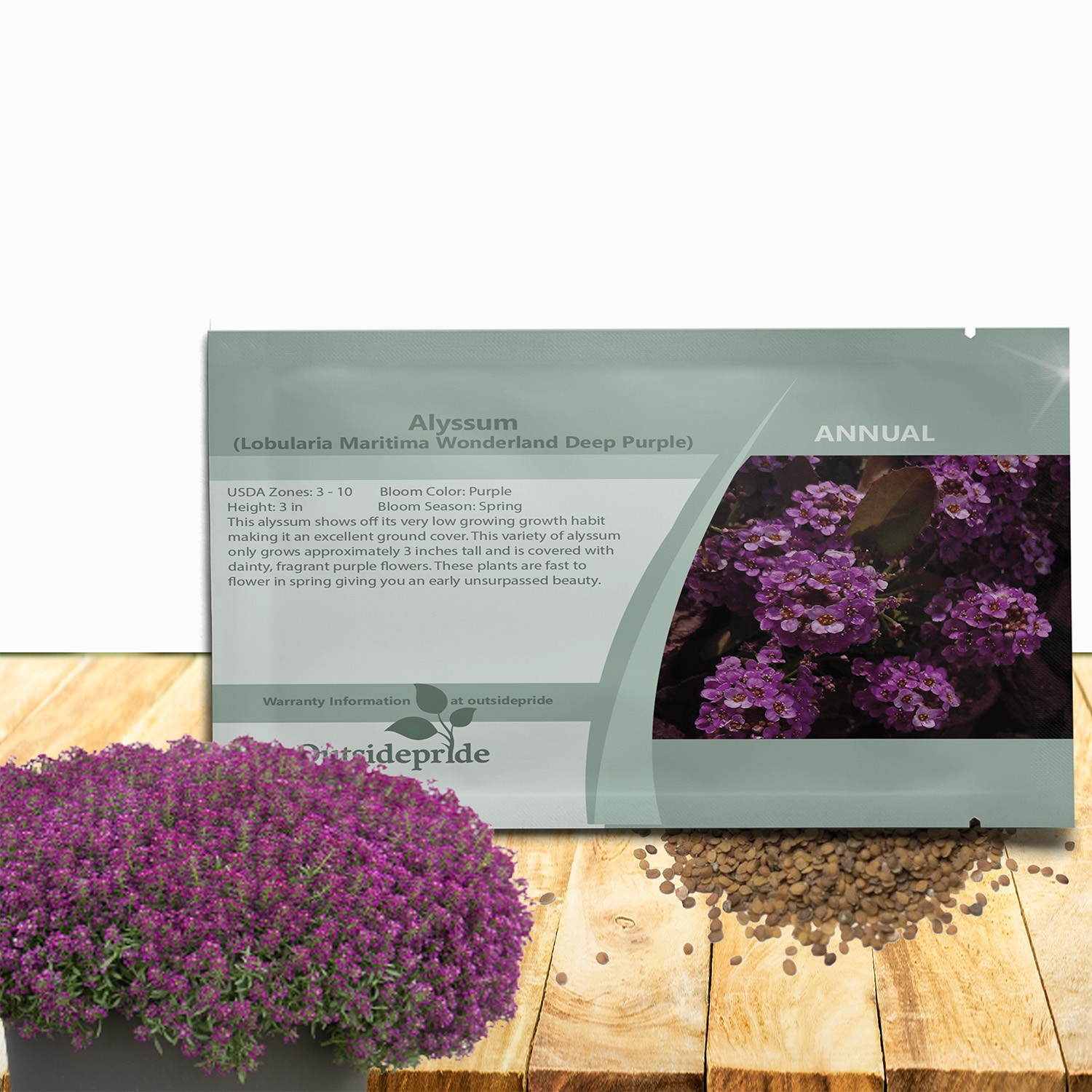 2000 Seeds Purple Alyssum Seeds Lobularia Maritima Drought Tolerant Ground