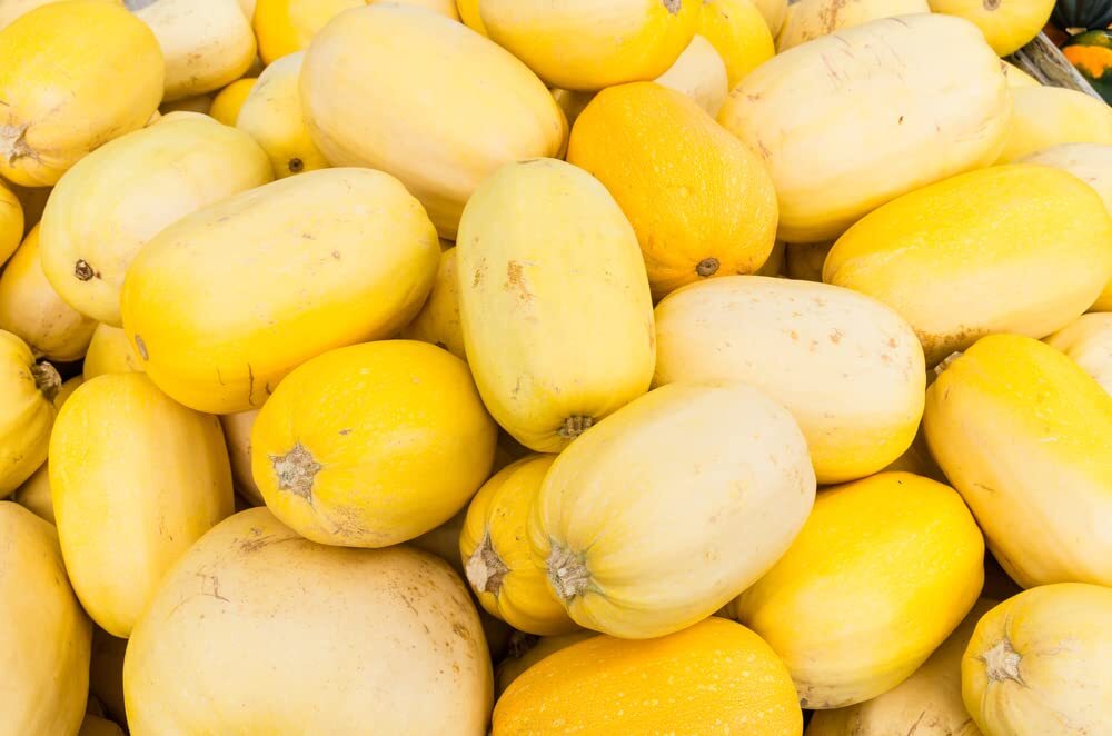 Spaghetti Squash Seeds for Planting | Grow Your Own Fall D�cor