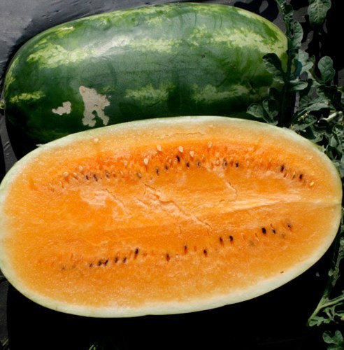 Watermelon Seed: Tendersweet Orange Watermelon Seeds