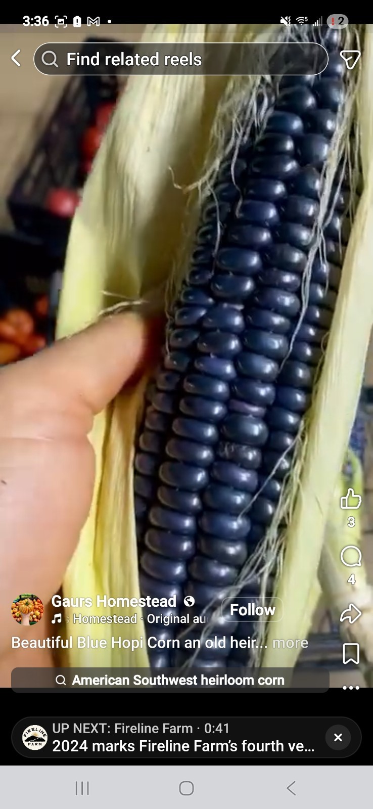 50+ HOPI BLUE BLACK CORN SEEDS 🌽 HEIRLOOM ORNAMENTAL RARE NON-GMO FREE SHIPPING