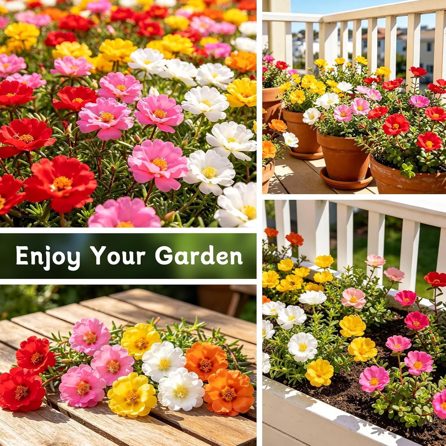 Moss Rose Seeds for Planting Outdoors – Attracts Pollinators